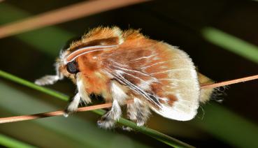 Citin Insektenspray 400ml, gegen fliegende und kriechende Insekten